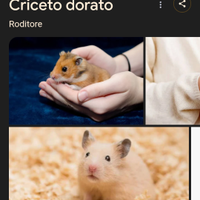 Criceti