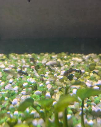 Pesci pulitori Ancistrus s.p