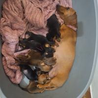 Cuccioli Bassotto Tedesco pelo corto pedigree Enci