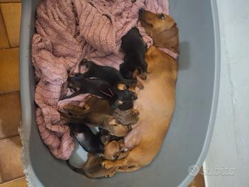 Cuccioli Bassotto Tedesco pelo corto pedigree Enci