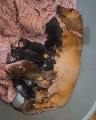 Cuccioli Bassotto Tedesco pelo corto pedigree Enci