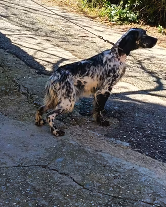 Setter cuccioloni