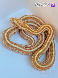 Piccoli di serpenti del grano disponibili guttate