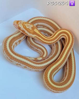 Piccoli di serpenti del grano disponibili guttate
