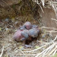 Pulli di inseparabili roseicollis