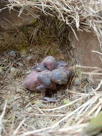 Pulli di inseparabili roseicollis