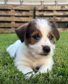 Jack russel