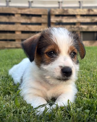 Jack russel