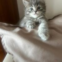 Cuccioli di gatto siberiano disponibili da allevam