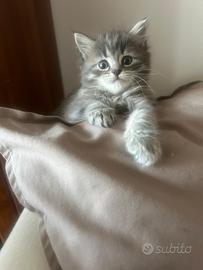 Cuccioli di gatto siberiano disponibili da allevam