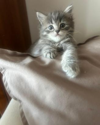 Cuccioli di gatto siberiano disponibili da allevam