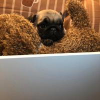 Carlino cucciolo subito disponibile