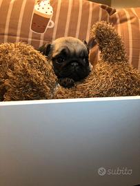 Carlino cucciolo subito disponibile