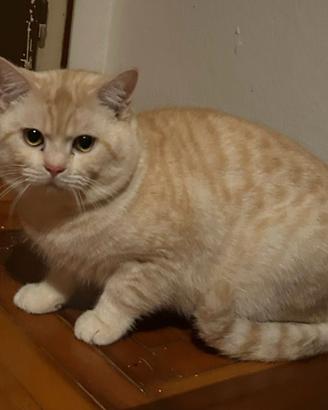 Un British rosso tabby