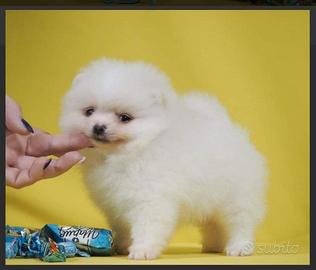 Spitz tedesco detto spitz di pomerania bianco femm