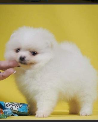 Spitz tedesco detto spitz di pomerania bianco femm