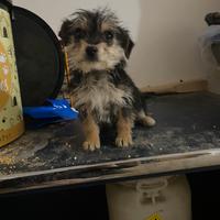 Barboncino in adozione