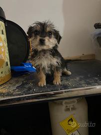 Barboncino in adozione