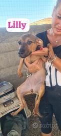 Cucciola 10 kg