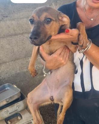 Cucciola 10 kg