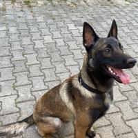 Pastore belga Malinois per monta