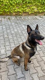 Pastore belga Malinois per monta