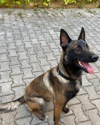 Pastore belga Malinois per monta