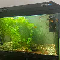 Acquario 70 lt avviato con pesci