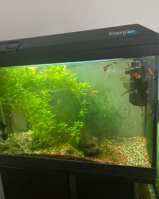Acquario 70 lt avviato con pesci