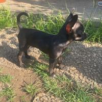 Chihuahua toy