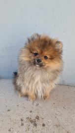 Cucciolo maschio di spitz