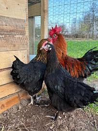 Galline marans