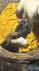 Bulldog francese