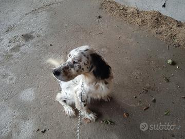 Setter Inglese