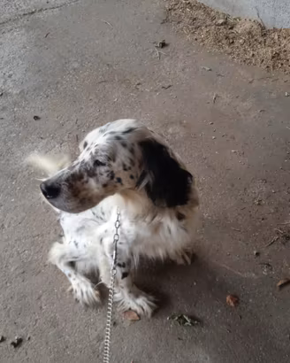Setter Inglese
