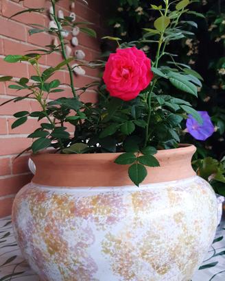 Portavaso in terracotta smaltata - Leroy Merlin