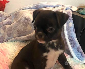 Chihuahua