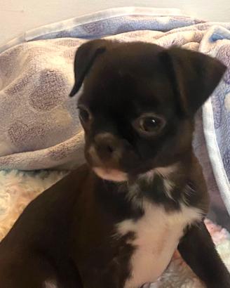 Chihuahua