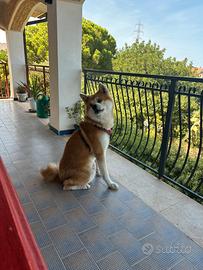 Akita inu per accoppiamento