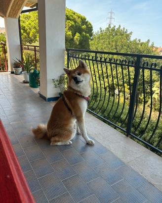 Akita inu per accoppiamento