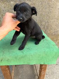 Cuccioli Maltese x Pinscher