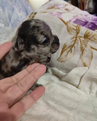 Bouledogue Bulldog francese femminucce