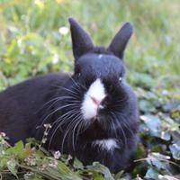 Coniglio nano nero e bianco