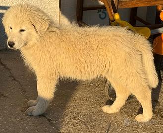 Pastore maremmano abruzzese
