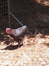gallo Oliver egg
