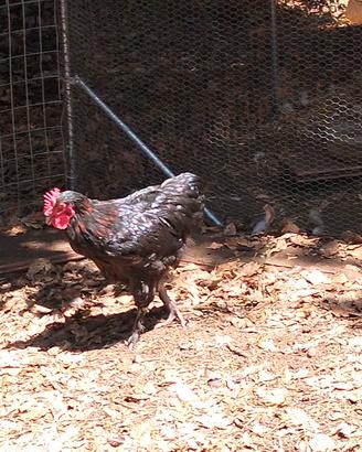 gallo Oliver egg