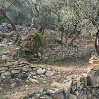 Terreno oliveto