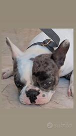 Cucciola bulldog francese