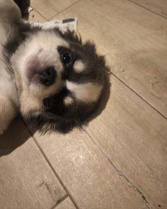 Chihuahua maschietto 3 mesi