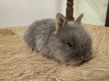 Conigli nani testa di leone